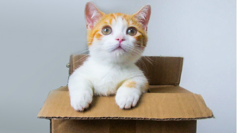 短腿小橘猫开箱,腿只有手指长,吃的却比大猫还多!
