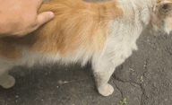 【室外猫咪】再摸我就咬你!