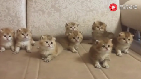 从来不敢带自家的猫出去见人,太可爱怕被偷!