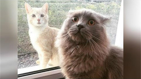 大喵小喵都是喵!猫科类动物爆笑合集