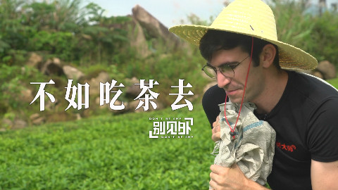 瞧,茶园里有个外国老哥在采茶