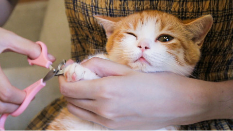小橘猫喵生首次剪指甲,吓到眯眼睛,结果睡着了统统剪光