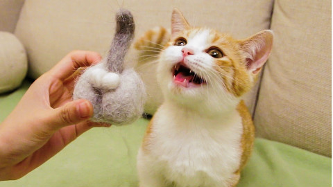 铲屎官撸秃猫咪,做成毛毡猫蛋蛋,橘猫:离了吧,日子过不下去了