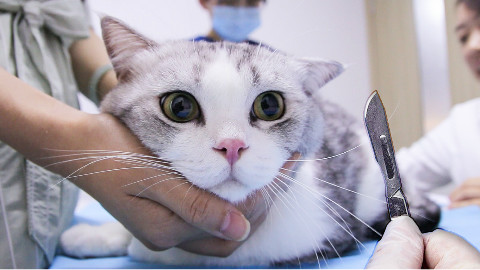 猫咪被忽悠去绝育,悲痛留下泪,回家兄弟还炸毛嫌弃它!