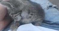 【室外猫咪】哇哦,好小一只好粘人