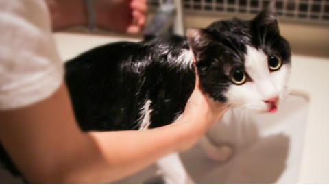 奶牛猫两年没洗,洗澡时差点把房顶掀翻,铲屎官满身抓痕!