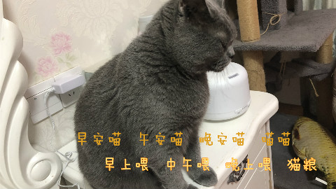 猫咪演绎歌曲《晚安喵》,早上喂中午喂晚上喂猫粮,猫:我爱猫粮