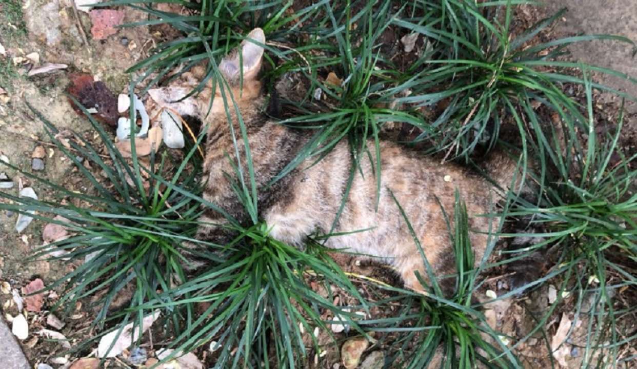 毒狗事件后再毒猫,蚊香毒死猫的事是真的?