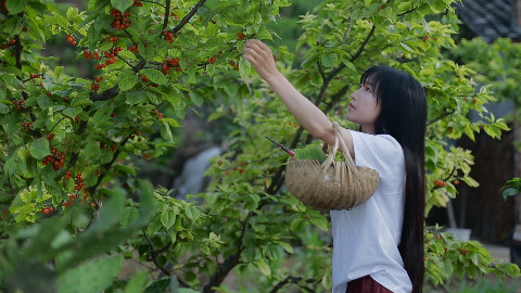 应季甜点,樱桃的花样做法送给你们