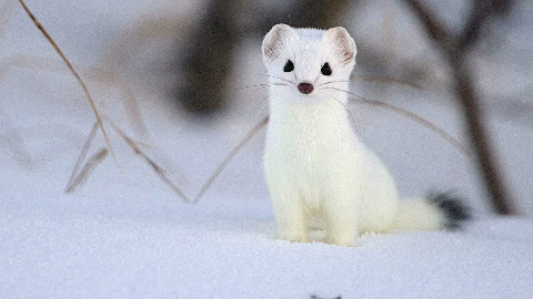 我看到我朋友在和猫咪玩游戏
