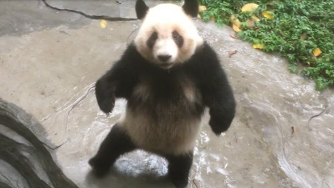 【熊猫团子】疯魔丁把自己关了~