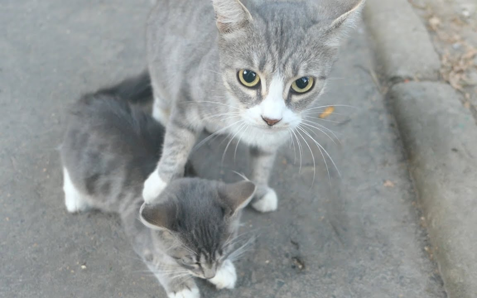 小猫被母猫嫌弃,表情亮了!哈哈哈哈哈哈!