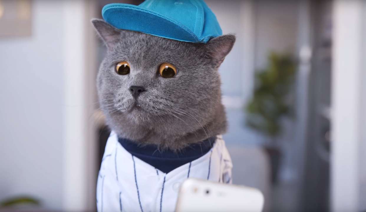 不想再吃狗粮!单身喵的浪漫一天:我的新女友