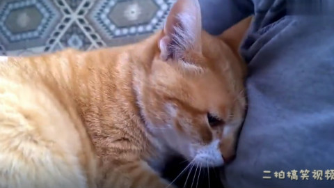 这只叫Gale的大橘猫,没事就喜欢窜上主人的大腿。