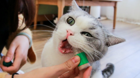这种新型猫薄荷威力加强了10倍,大猫一脸迷醉,小猫爽到瘫倒!