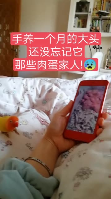 断奶才手养的,鸟手养晚了跟你不会太亲!#鸟##训鸟##宠物##萌宠##搞笑段子#