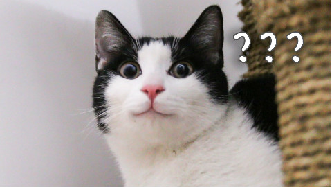 中分身世解密!如何领养一只猫咪?到家之后需要注意什么?