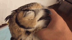 想养猫头鹰了......
