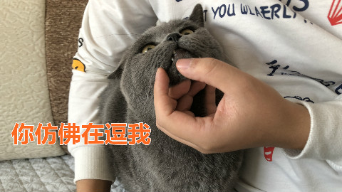 千万别让老公给猫喂药!猫咪都被喂懵了,喵:你仿佛在逗我?