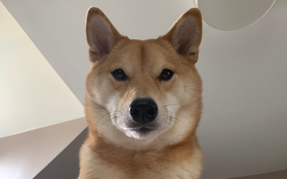 我的狗是怎么叫我起床的?哈哈哈哈哈哈哈