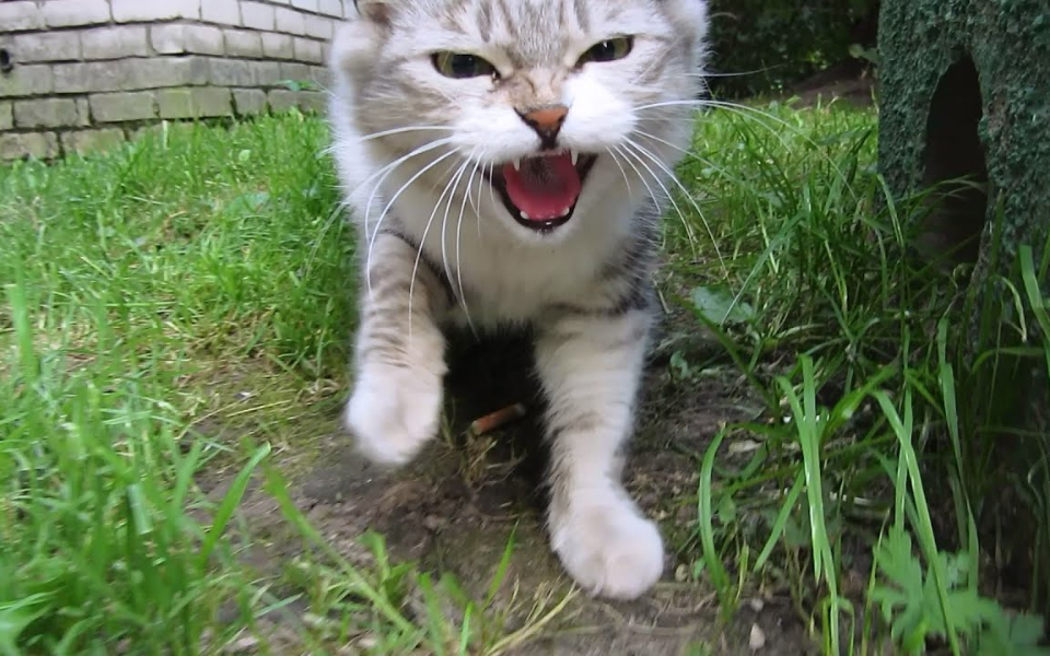 一只猫咪为了要好吃的对我呲牙咧嘴!害怕