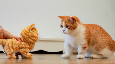 铲屎官买只小猫回家,大猫看到是橘色的,瞬间惊恐!
