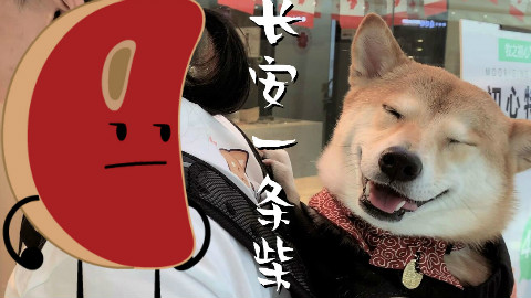长安一条柴:那个男人居然背着狗去万达逛街吃牛排