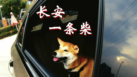 长安一条柴第三期:狗生巅峰,坐最快的奔驰,撩最骚的猫咪