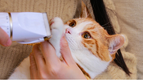 猫咪被剃脚毛,爪子奇痒暴跳如雷,直接撕烂了猫包!