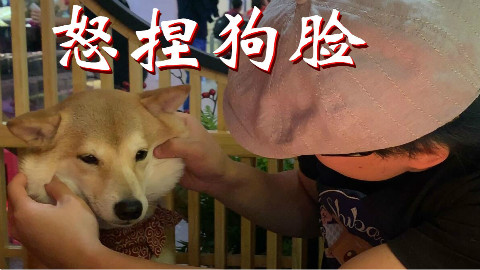长安一条柴:作为一条有教养的阿柴,哪怕饭店不给饭吃...也不能捣蛋!
