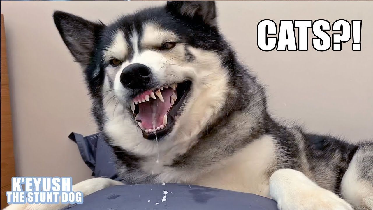 当一只狗看一只猫不爽的时候,这只狗把猫暴打了一顿?
