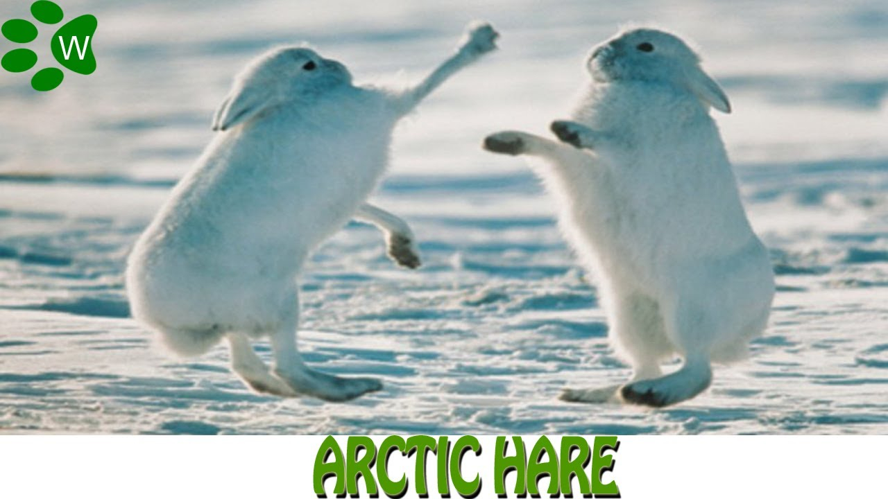 Arctichare图片