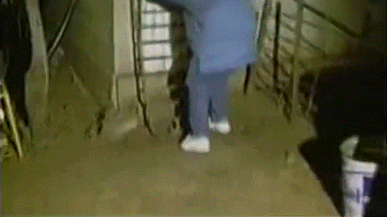 1993年澳大利亚鼠灾