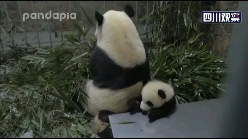 熊猫宝宝被压出狗叫