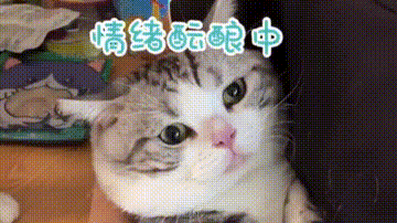猫的嫉妒心有多强…撒起娇来真的是难顶