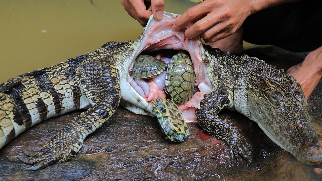 不可思议的鳄鱼肚三龟然后在森林里做鳄鱼食谱