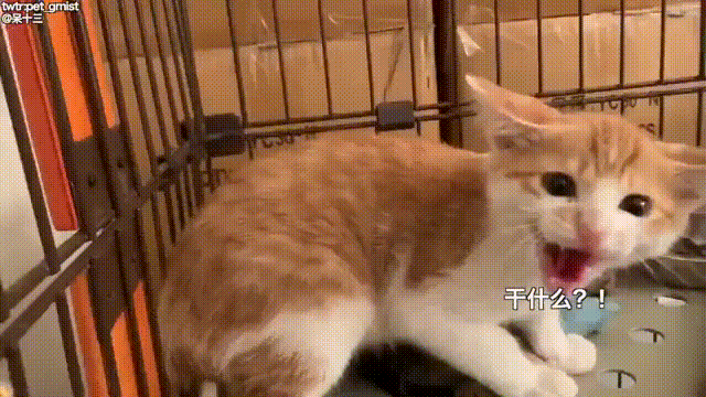 外面救回来的受伤小猫,一天天从超凶到真香的切换越来越快!