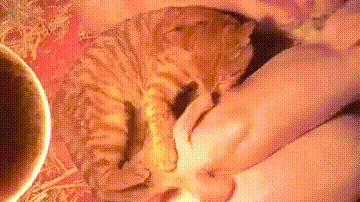 猫咪也想尝尝40块一斤的猪肉啥味儿
