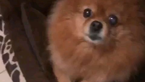盘狗