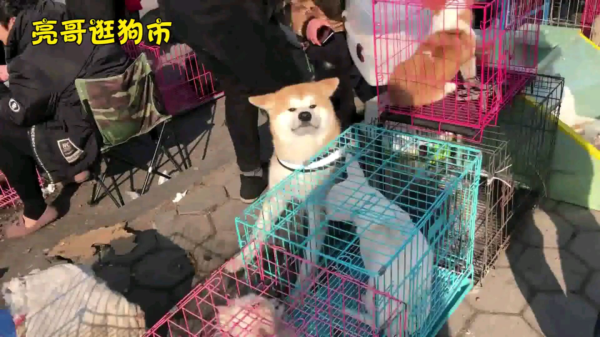 给粉丝拿只小可爱~