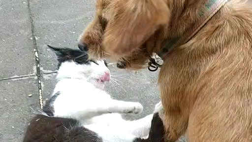 猫狗干仗