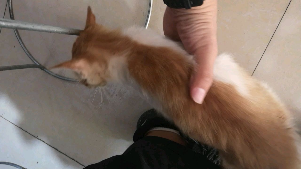 一只很有潜力的小橘