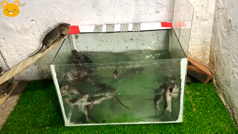 12伏特捕鼠器
