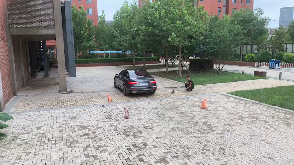 中国狸花猫奥迪广告拍摄现场,为中国猫加油!