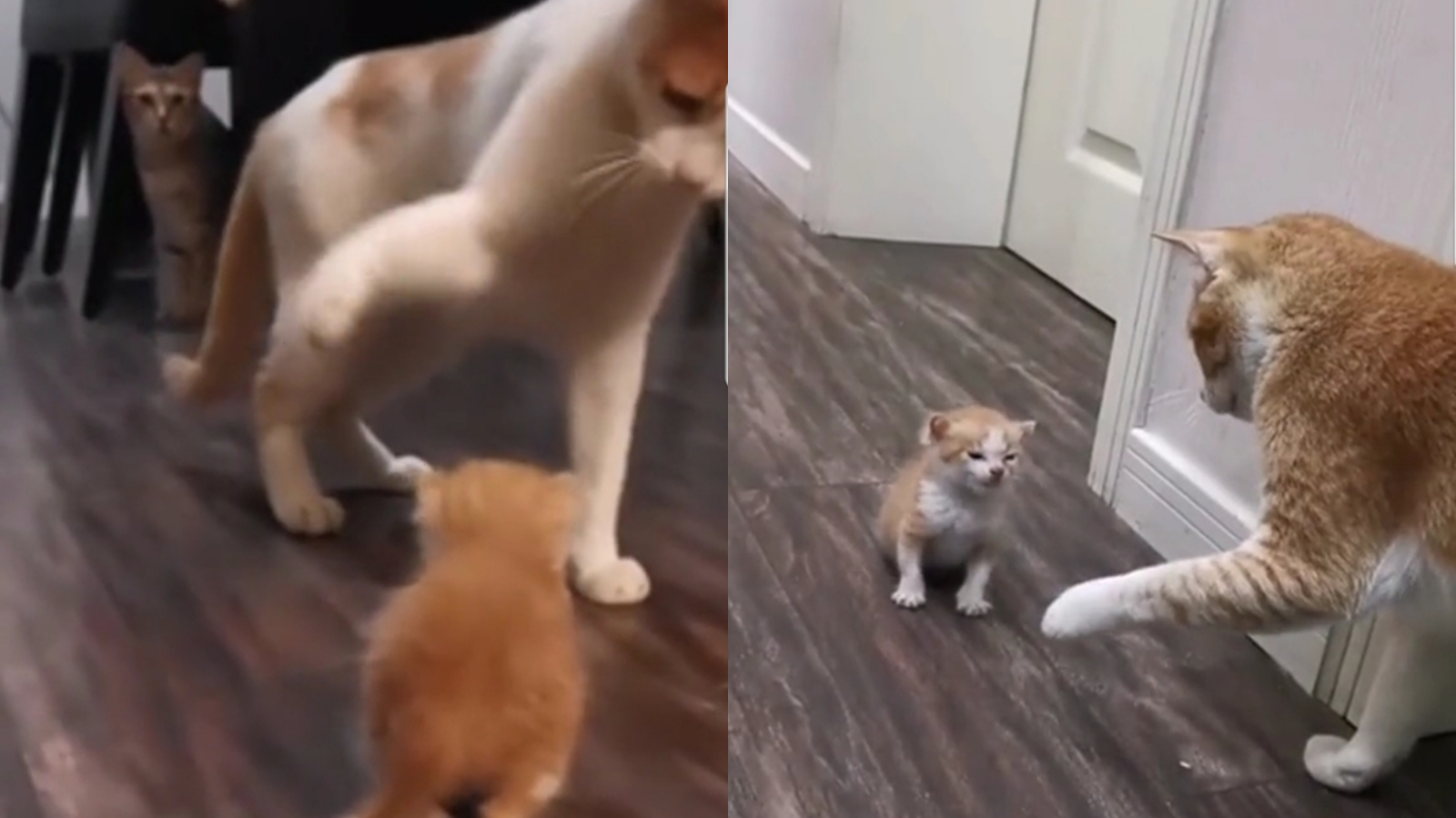 猫妈妈教训孩子和猫爸爸教训孩子的区别