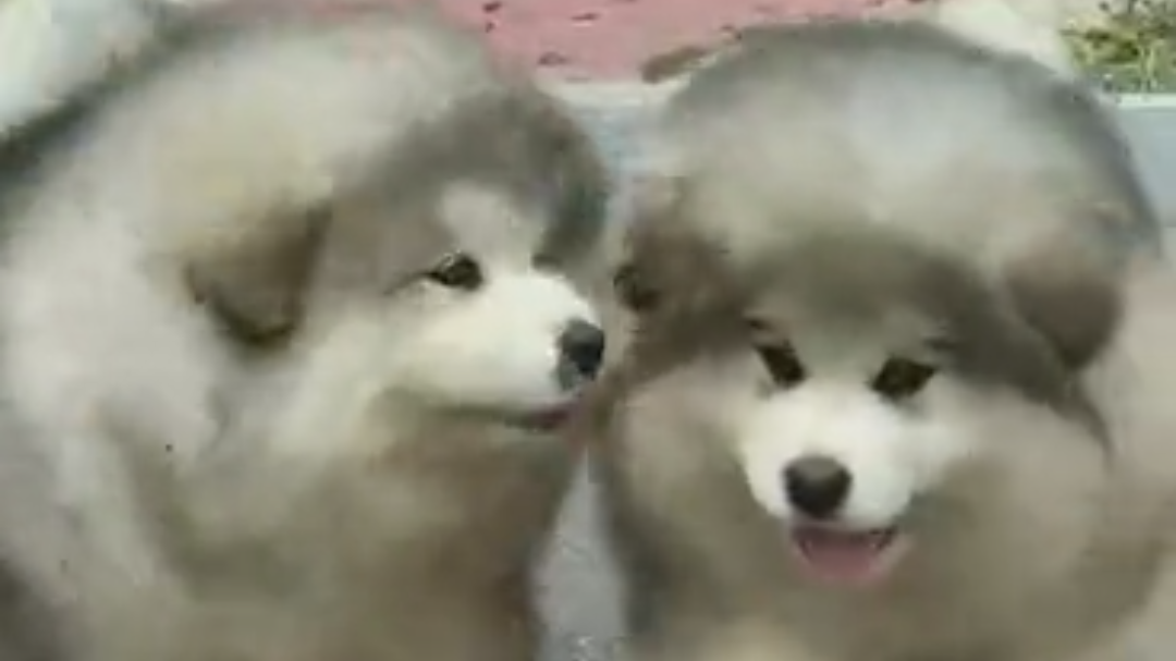 阿拉斯加,不管什么时候看到都能够让你笑的一种猪