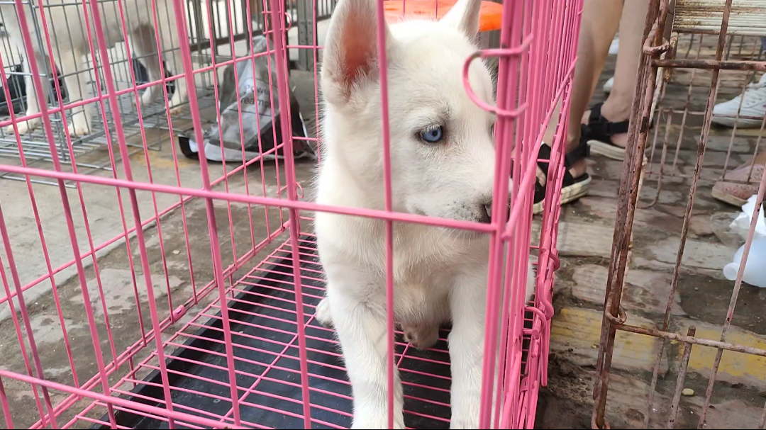 又碰到一只纯白色的哈士奇,大家看看纯吗?