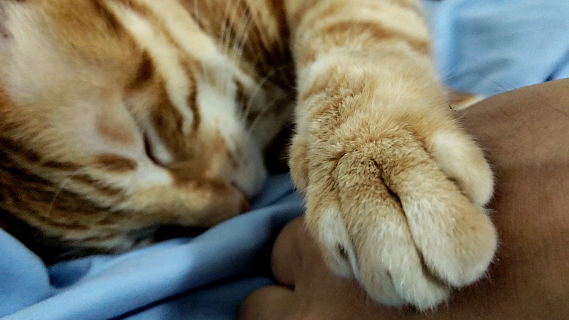 如何吵醒一只猫