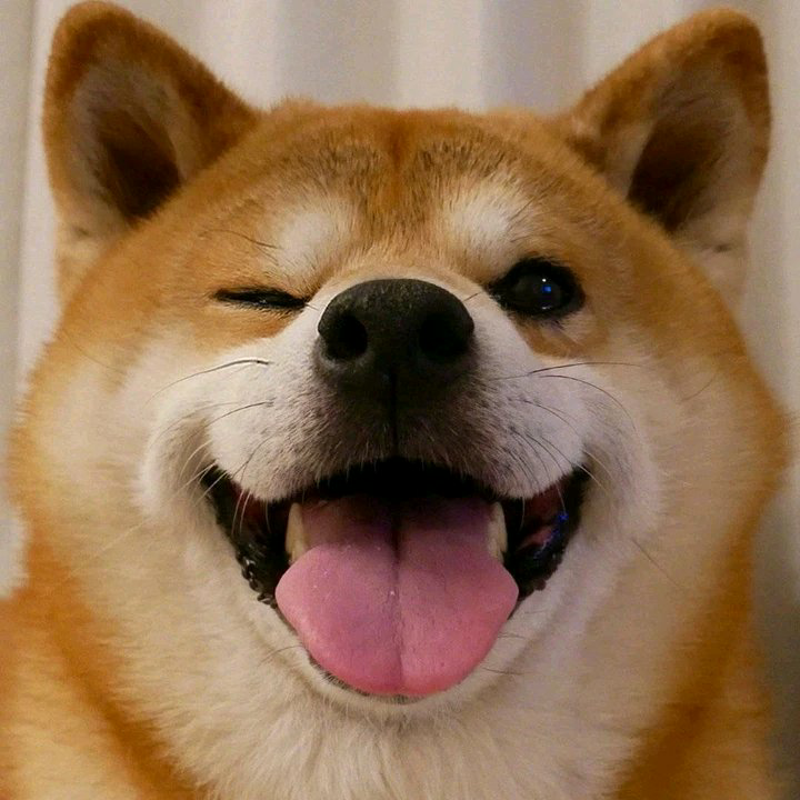 加拿大民用市场专属 | 介绍与拆解【加拿大拍摄】