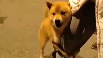 怂狗系列:别打了,别打了,我不敢了。